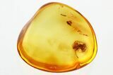 Detailed Fossil Spider (Araneae) In Baltic Amber #343338-1